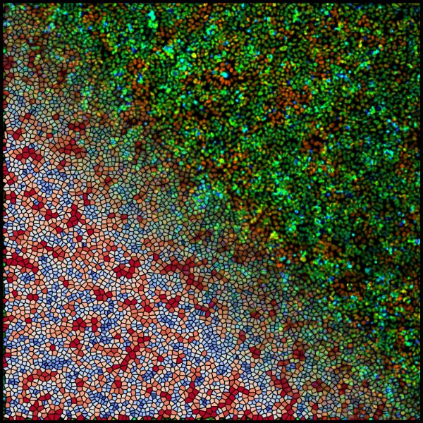 Two-dimensional visualisation of ERK signalling wave propagation across a tissue model.