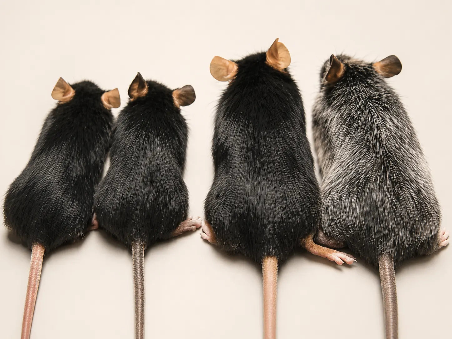 Side-by-side comparison of young and aged wild-type and RET mice, showing progressive greying only in the RET animals.