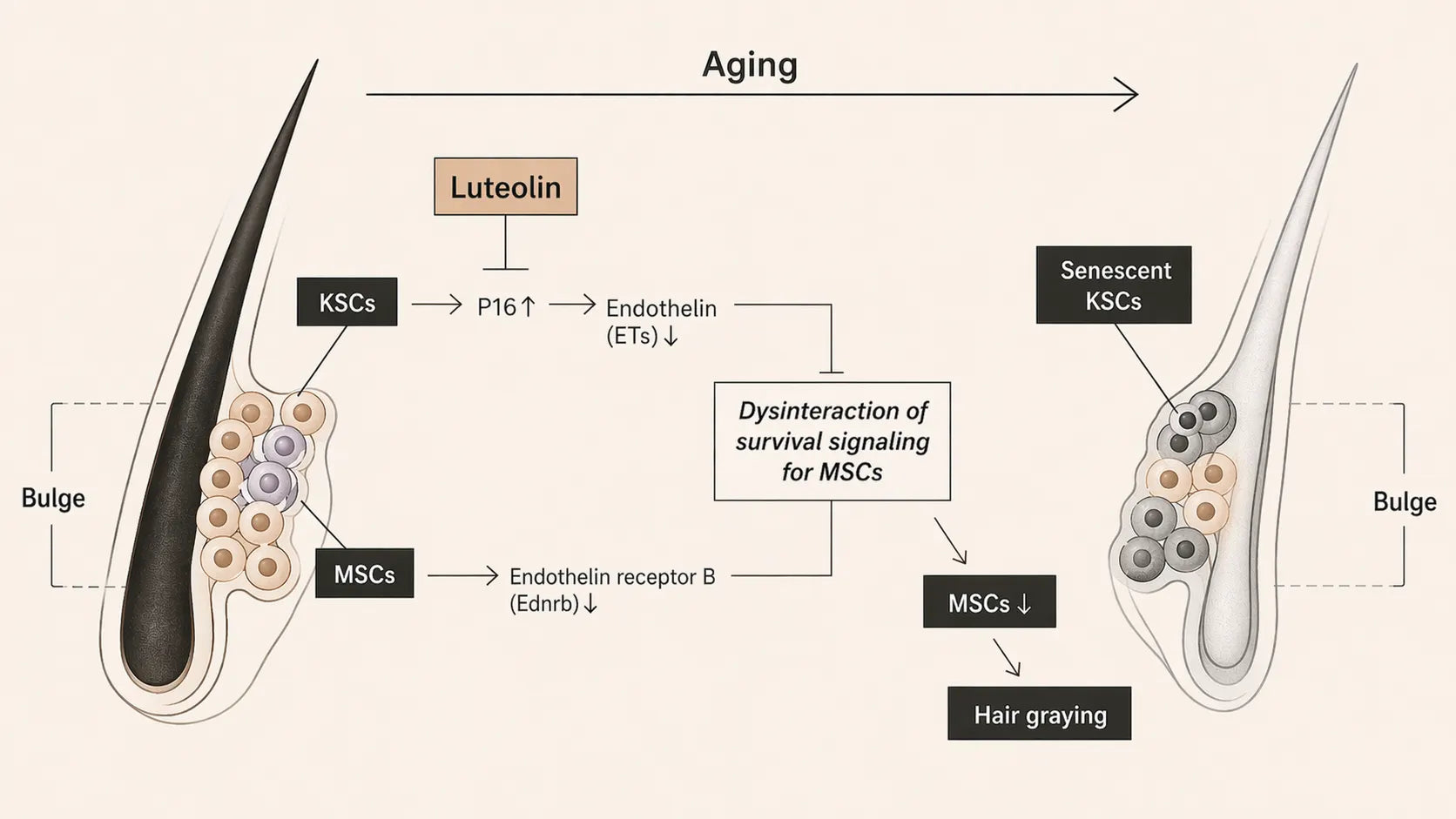 Comparison of follicles from control and Luteolin-treated aged mice.