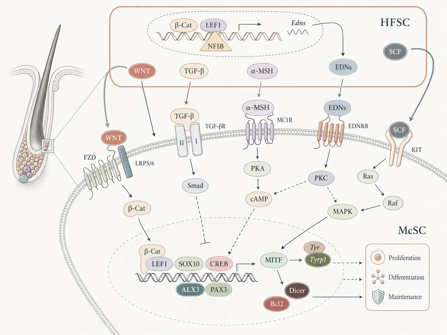 Schematic of the melanocyte stem-cell niche showing multiple signalling inputs to the stem-cell reservoir.